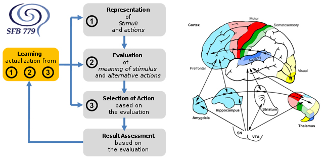 Figures detailing motivation processes and localizations in the brain