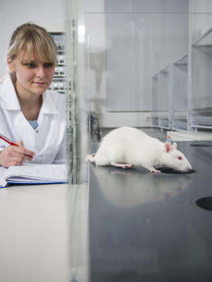 A researcher observes a rat during an experiment