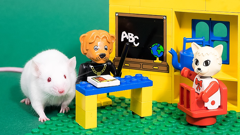 A lab rat next to a lego set