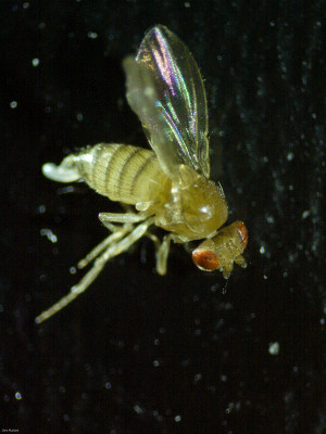 A macro photograph of a fly